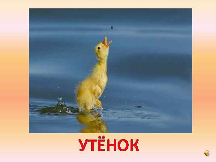 УТЁНОК 