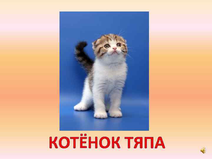 КОТЁНОК ТЯПА 