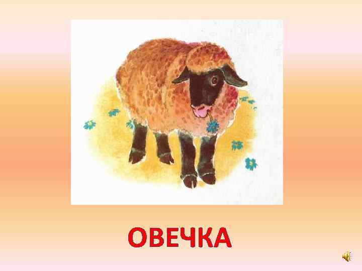 ОВЕЧКА 