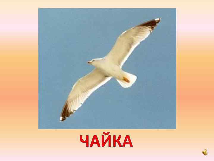 ЧАЙКА 