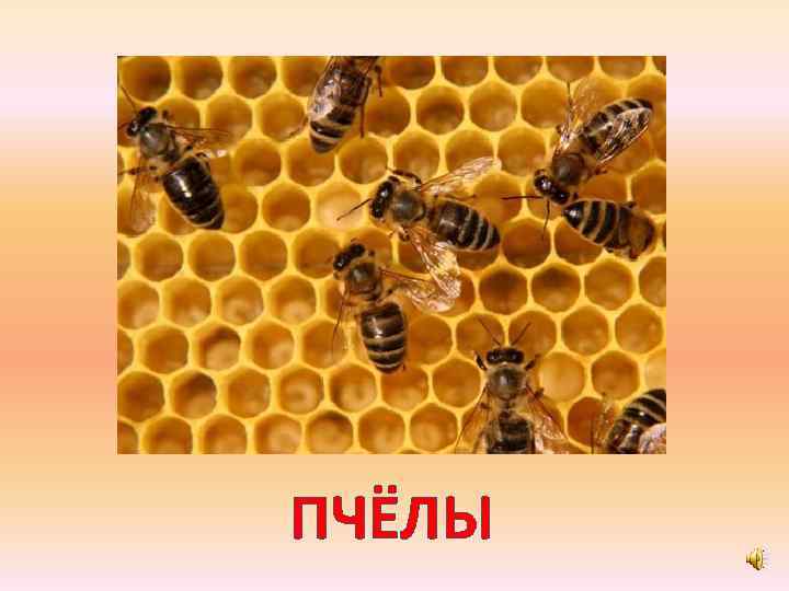 ПЧЁЛЫ 