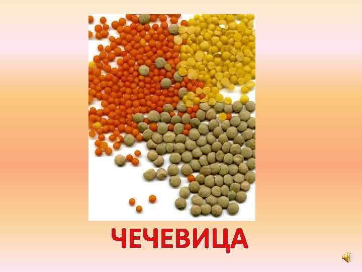 ЧЕЧЕВИЦА 