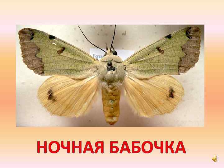 НОЧНАЯ БАБОЧКА 