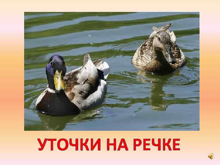 УТОЧКИ НА РЕЧКЕ 