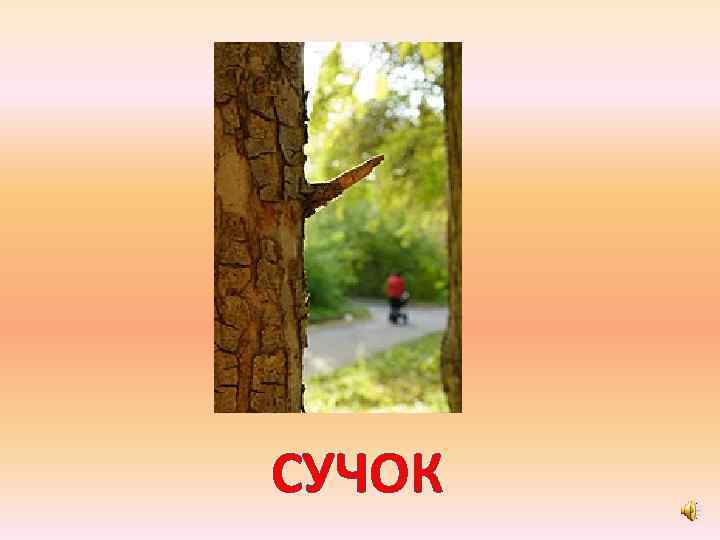 СУЧОК 