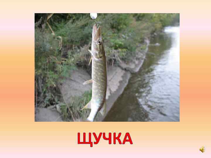 ЩУЧКА 