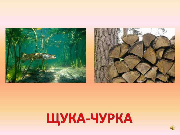 ЩУКА-ЧУРКА 