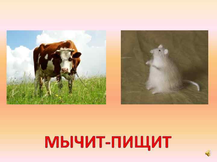 МЫЧИТ-ПИЩИТ 