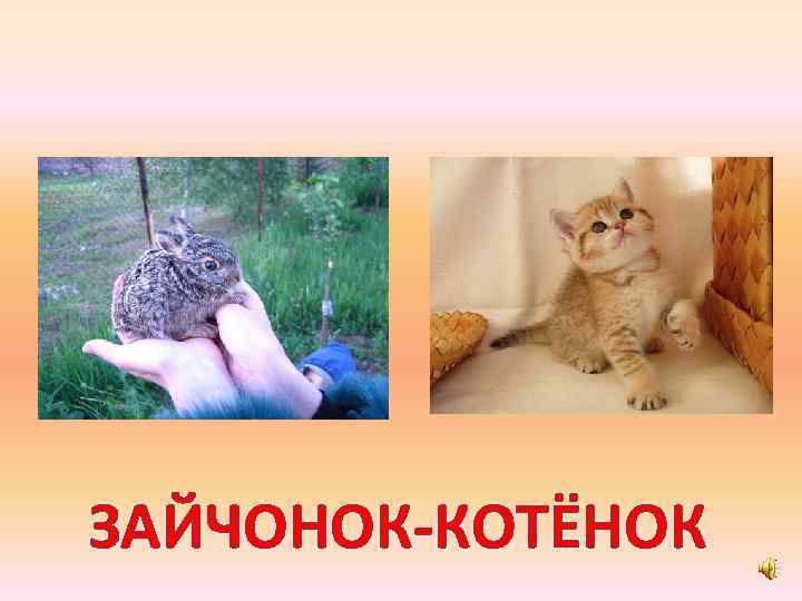 ЗАЙЧОНОК-КОТЁНОК 