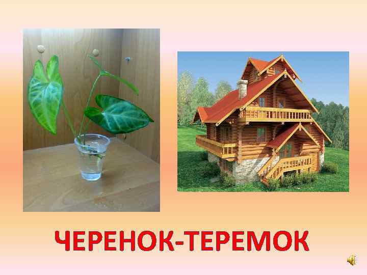 ЧЕРЕНОК-ТЕРЕМОК 