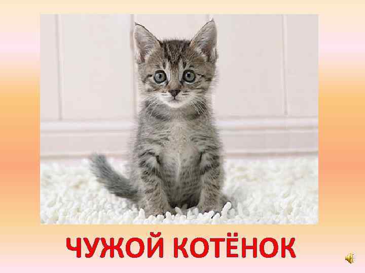 ЧУЖОЙ КОТЁНОК 