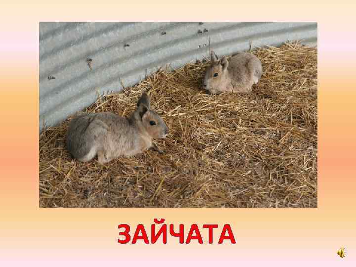 ЗАЙЧАТА 