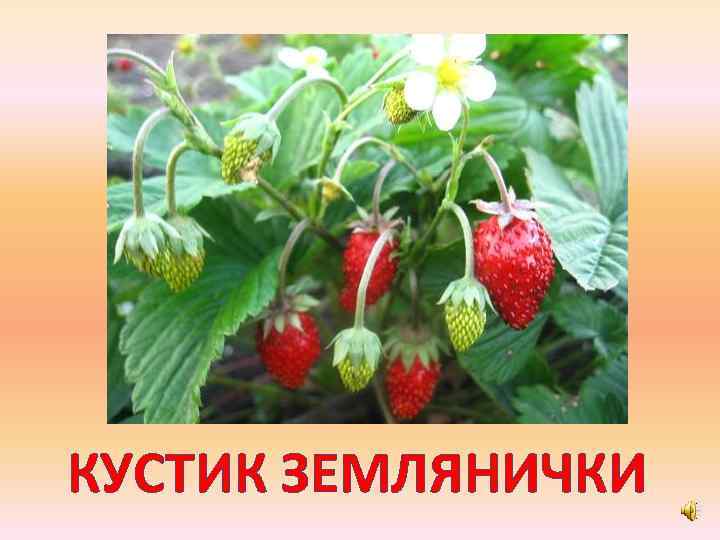 КУСТИК ЗЕМЛЯНИЧКИ 