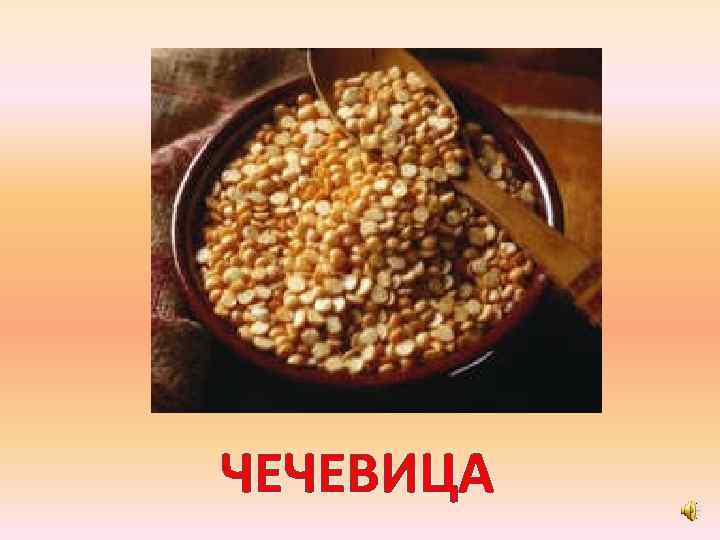 ЧЕЧЕВИЦА 