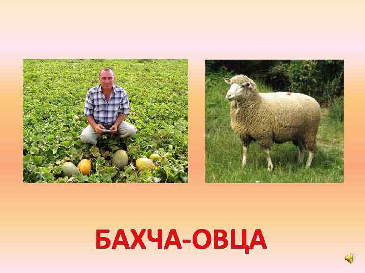 БАХЧА-ОВЦА 