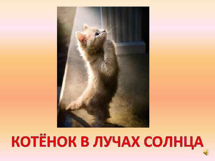 КОТЁНОК В ЛУЧАХ СОЛНЦА 