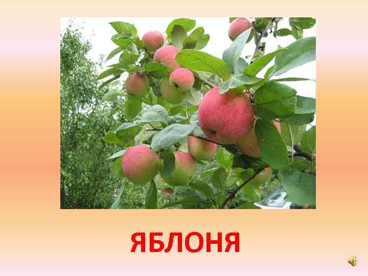 ЯБЛОНЯ 