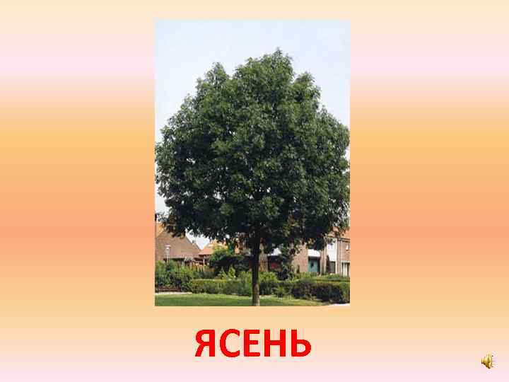 ЯСЕНЬ 