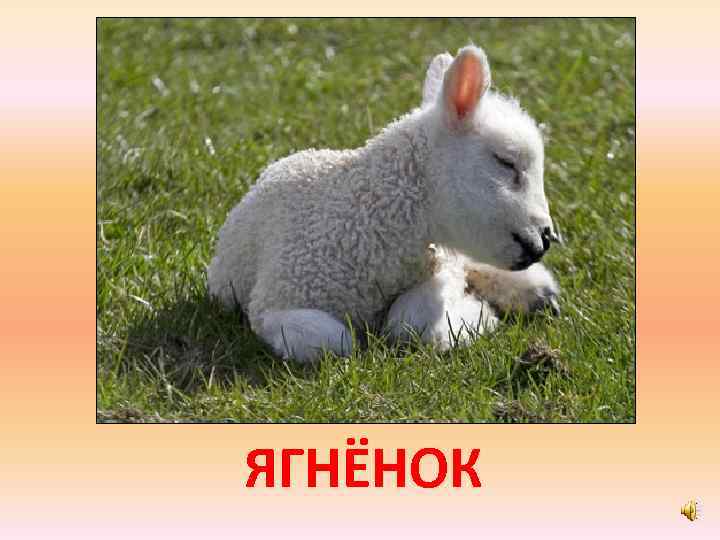 ЯГНЁНОК 