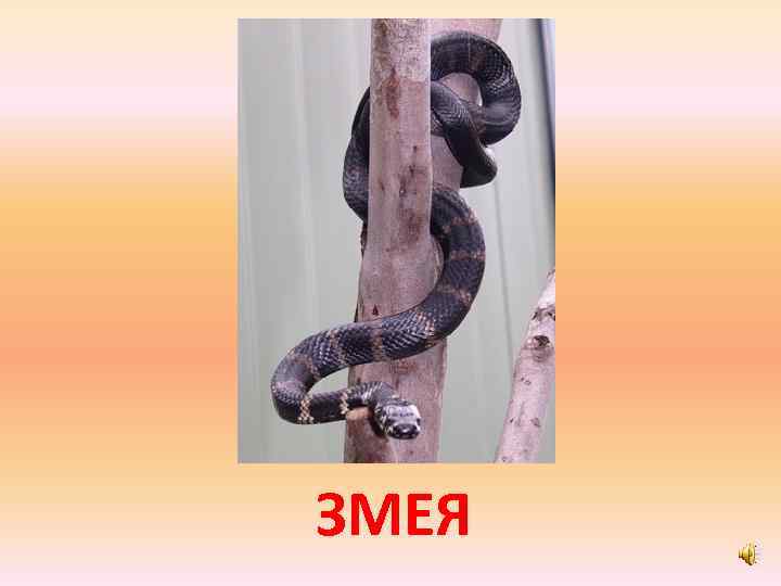ЗМЕЯ 