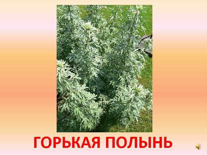 ГОРЬКАЯ ПОЛЫНЬ 