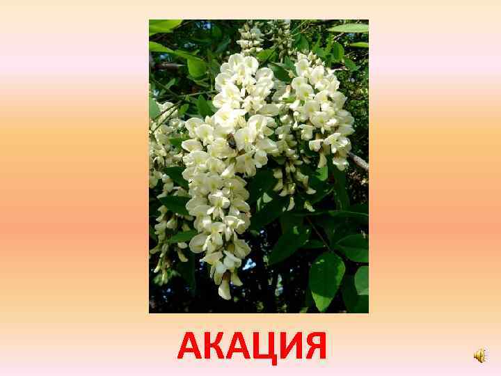 АКАЦИЯ 