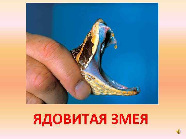 ЯДОВИТАЯ ЗМЕЯ 