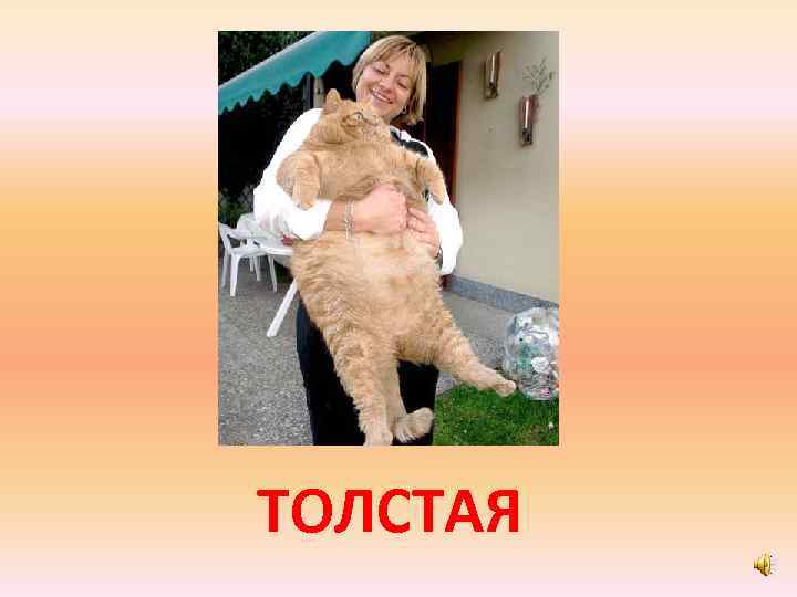 ТОЛСТАЯ 