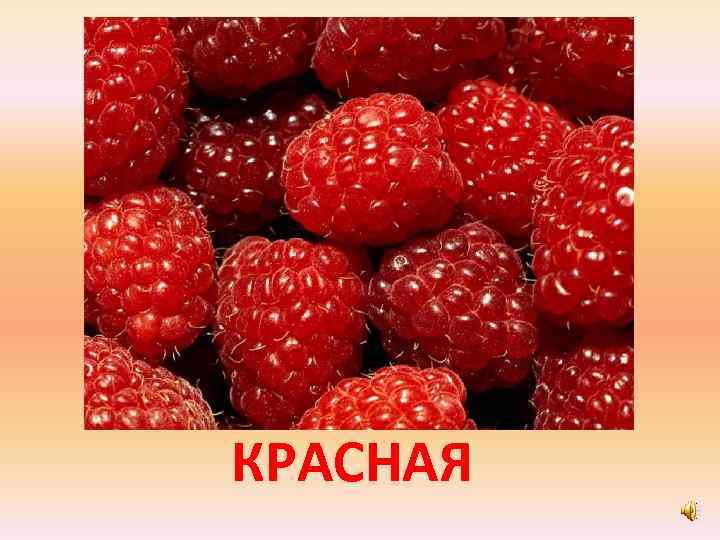 КРАСНАЯ 