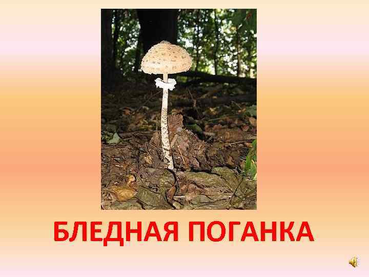 БЛЕДНАЯ ПОГАНКА 