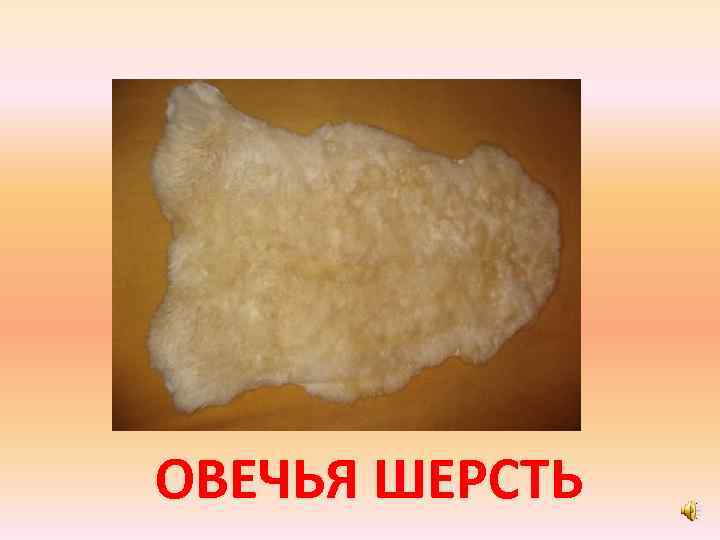 ОВЕЧЬЯ ШЕРСТЬ 