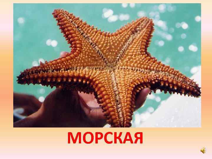 МОРСКАЯ 