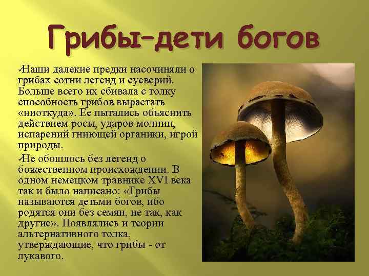  Грибы–дети богов üНаши далекие предки насочиняли о грибах сотни легенд и суеверий. 