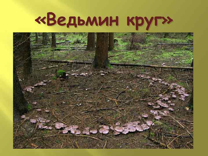  «Ведьмин круг» 