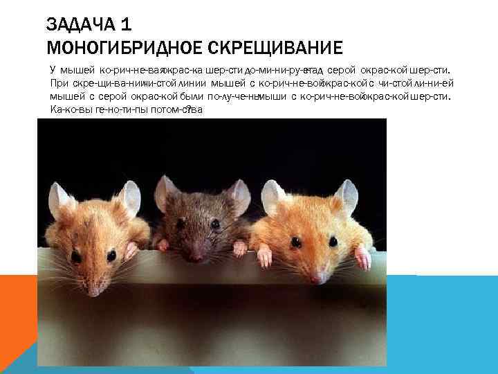 ЗАДАЧА 1 МОНОГИБРИДНОЕ СКРЕЩИВАНИЕ У мышей ко рич не вая окрас ка шер сти
