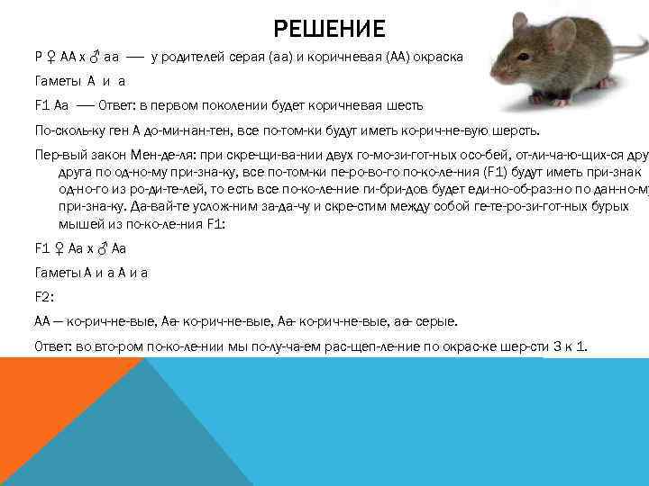        РЕШЕНИЕ P ♀ AA x ♂ aa