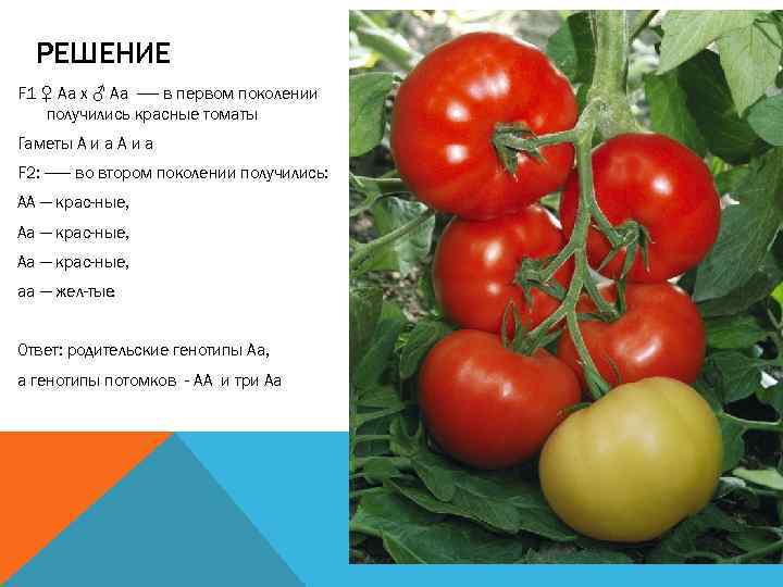  РЕШЕНИЕ F 1 ♀ Aa x ♂ Aa ----- в первом поколении 