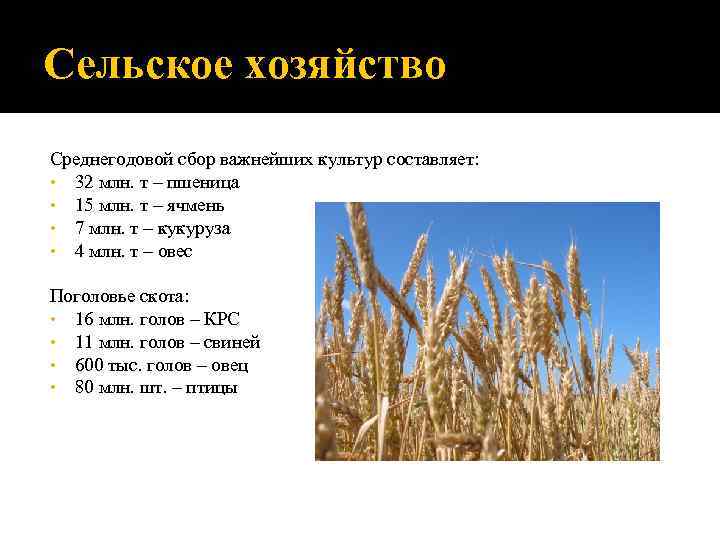 Сельское хозяйство Среднегодовой сбор важнейших культур составляет:  • 32 млн. т – пшеница