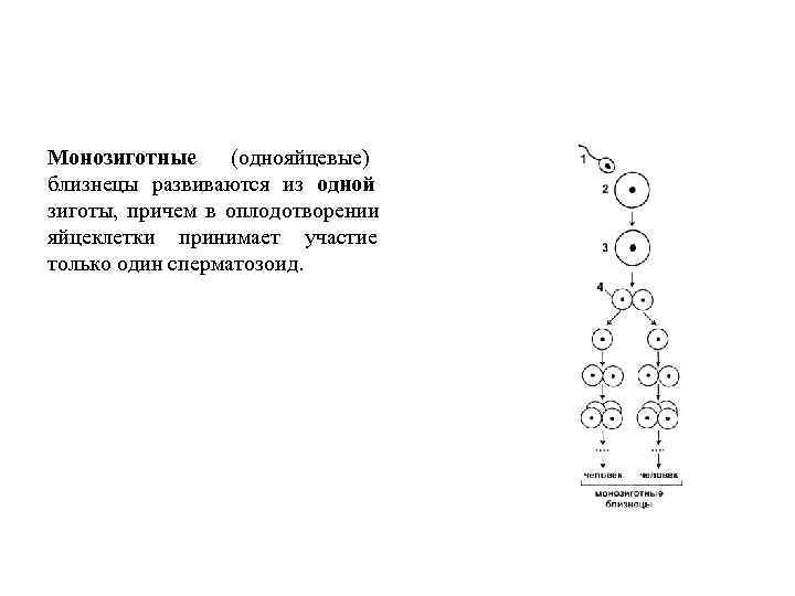 Монозиготные (однояйцевые) близнецы развиваются из одной  зиготы,  причем в оплодотворении яйцеклетки принимает
