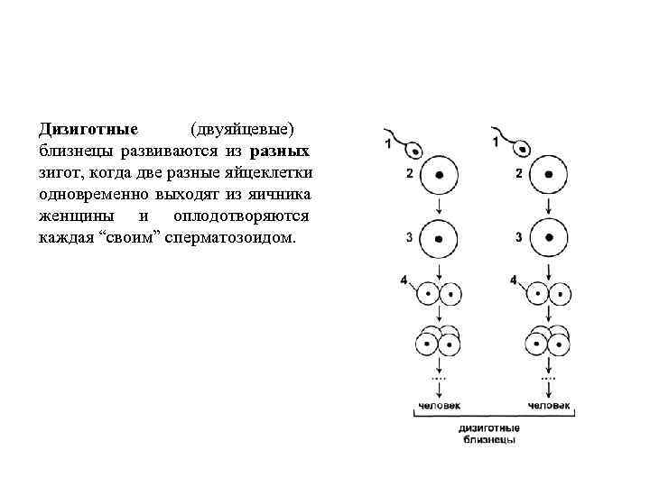 Динамическая схема образования яйцеклеток