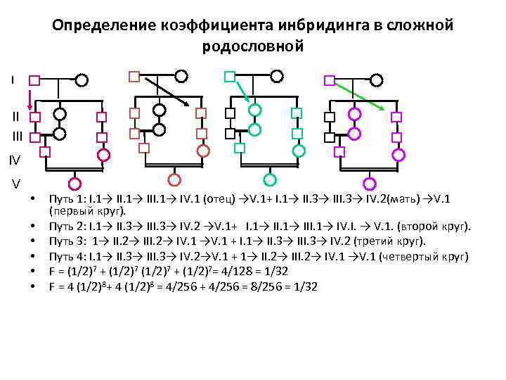    Определение коэффициента инбридинга в сложной      родословной