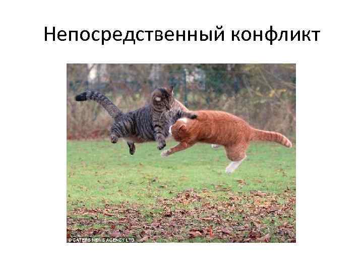 Непосредственный конфликт 