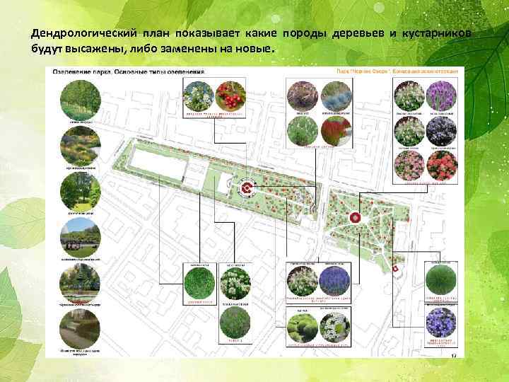 Диаметр кустарников на плане