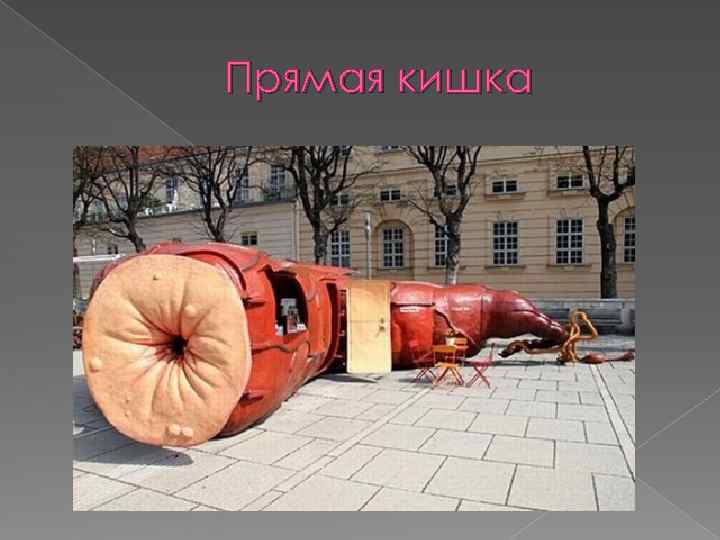 Прямая кишка 