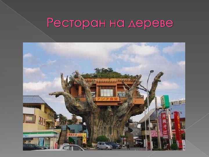 Ресторан на дереве 