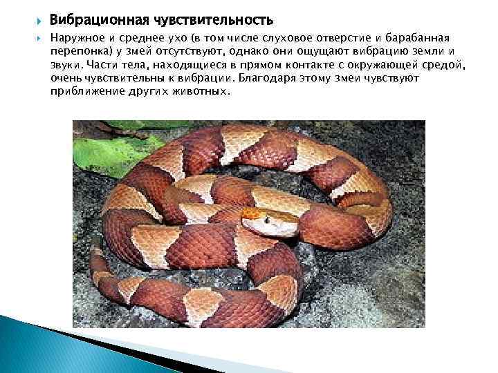   Вибрационная чувствительность Наружное и среднее ухо (в том числе слуховое отверстие и