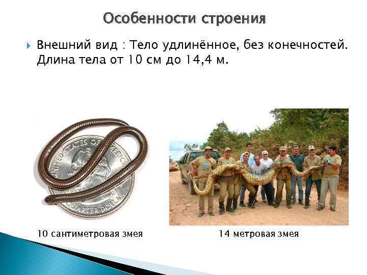    Особенности строения Внешний вид : Тело удлинённое, без конечностей. Длина тела