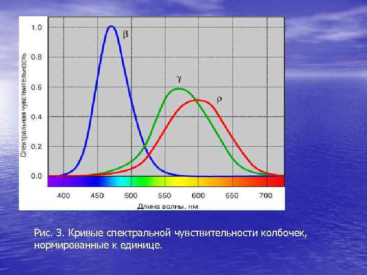 Спектральная чувствительность. График относительной спектральной чувствительности глаза. Кривые спектральной чувствительности колбочек. Кривая спектральной видности глаза. Кривая относительной спектральной чувствительности глаза.