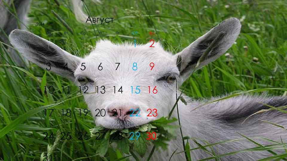 2014    Август  Пн  Вт  Ср  Чт 