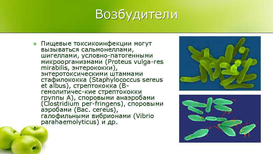     Возбудители l  Пищевые токсикоинфекции могут вызываться сальмонеллами,  шигеллами,